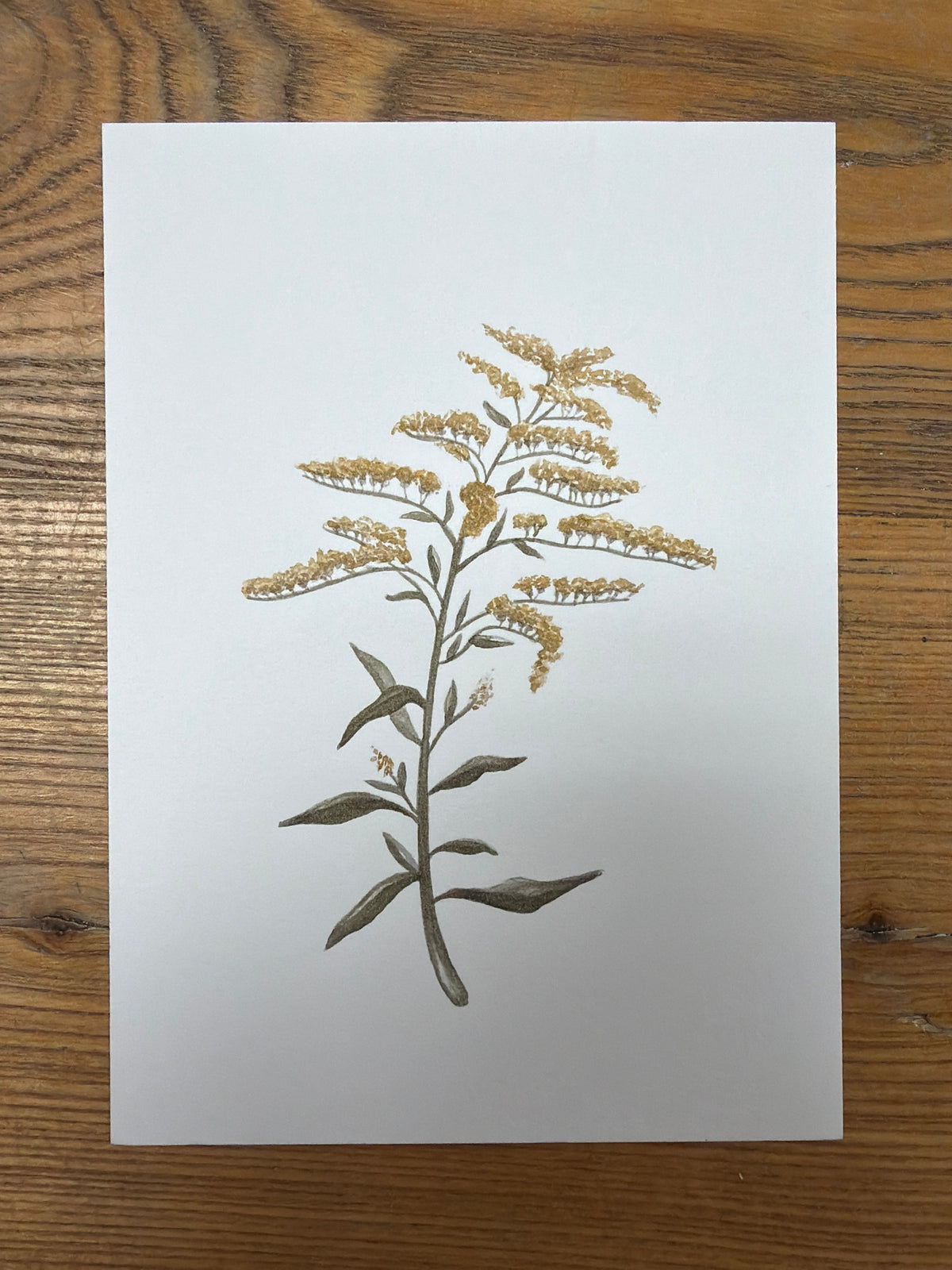 Goldenrod