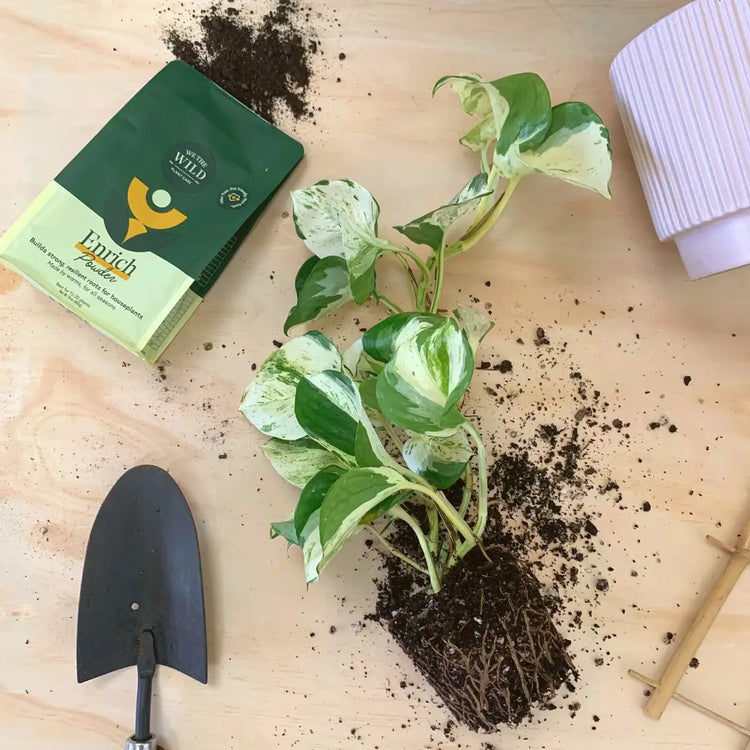 Plant Items