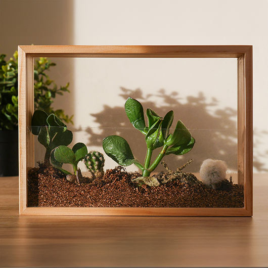 Plant Grow Kits