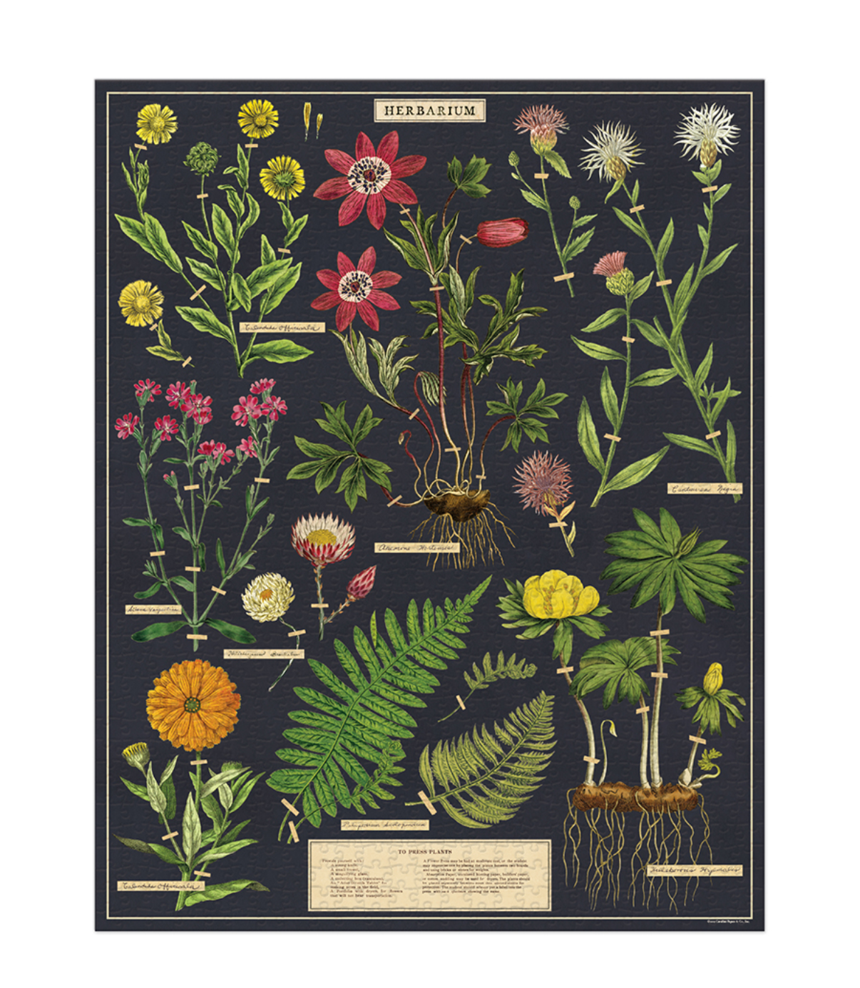 Puzzle - Herbarium