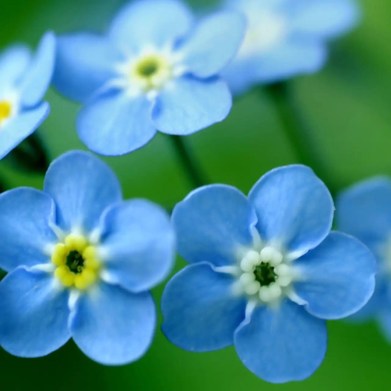 Sprinkle Garden - Forget-Me-Not