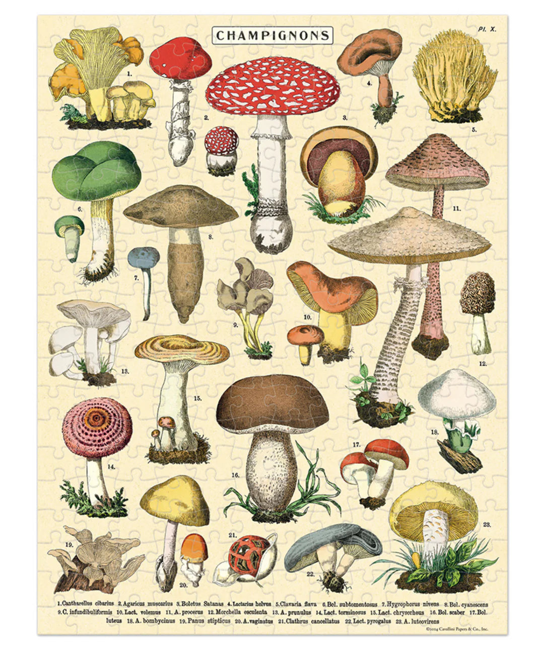 Mini Puzzle - Mushrooms