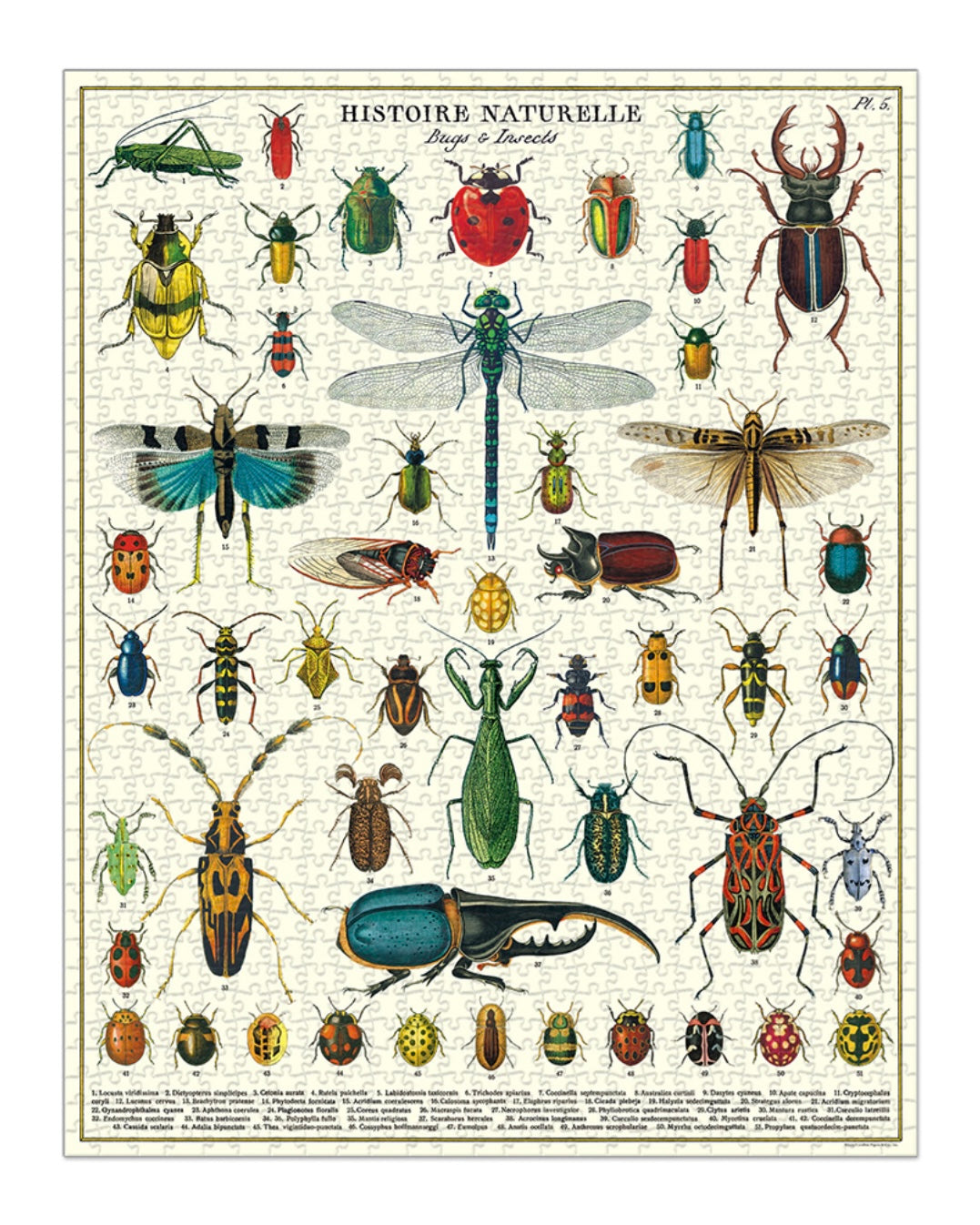 Puzzle - Bugs & Insects