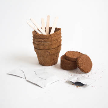 Grow It Kit - Cactus